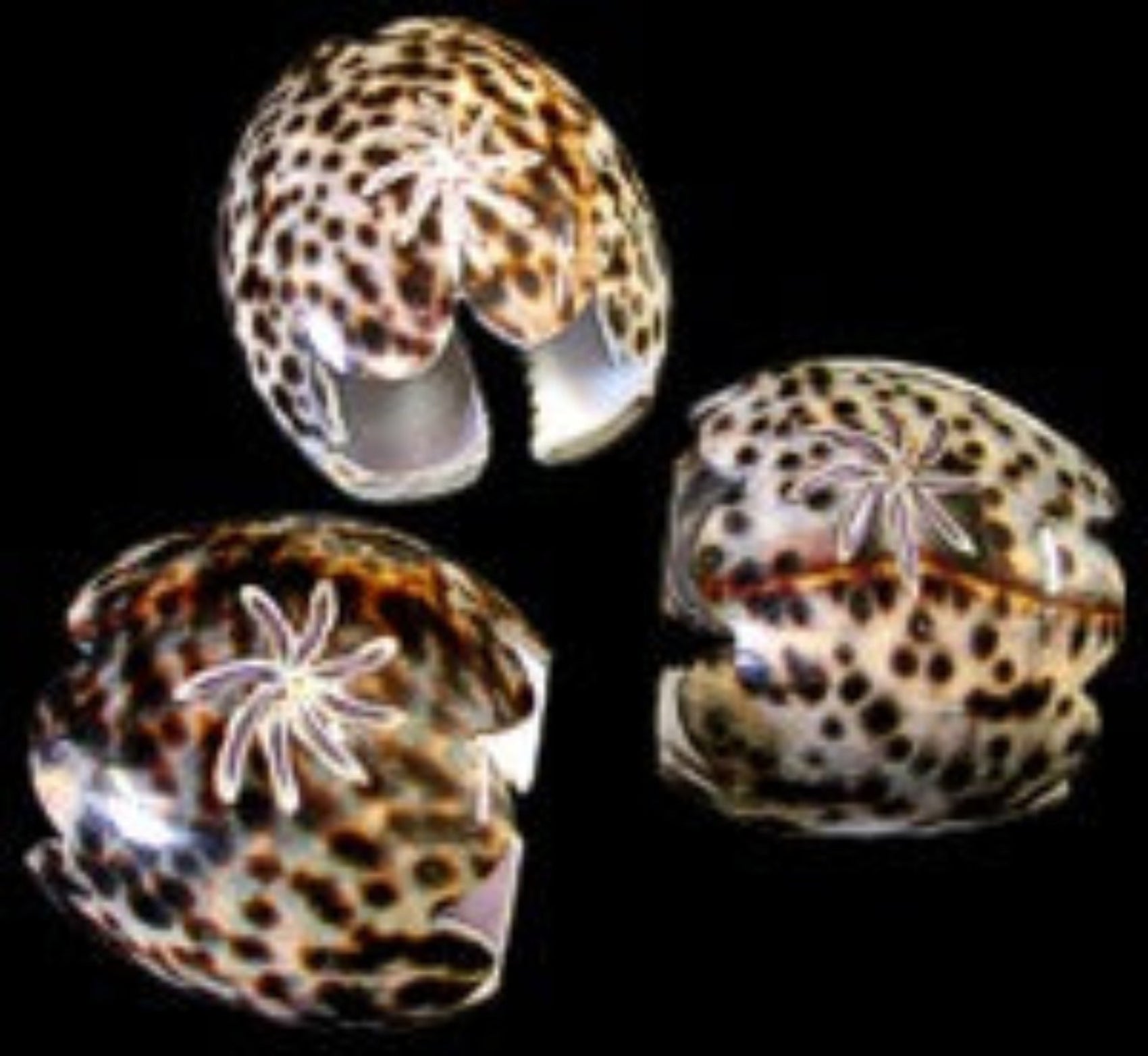 Carved Tiger Cowrie Napkin Rings measuring 2" Sold Each   60526