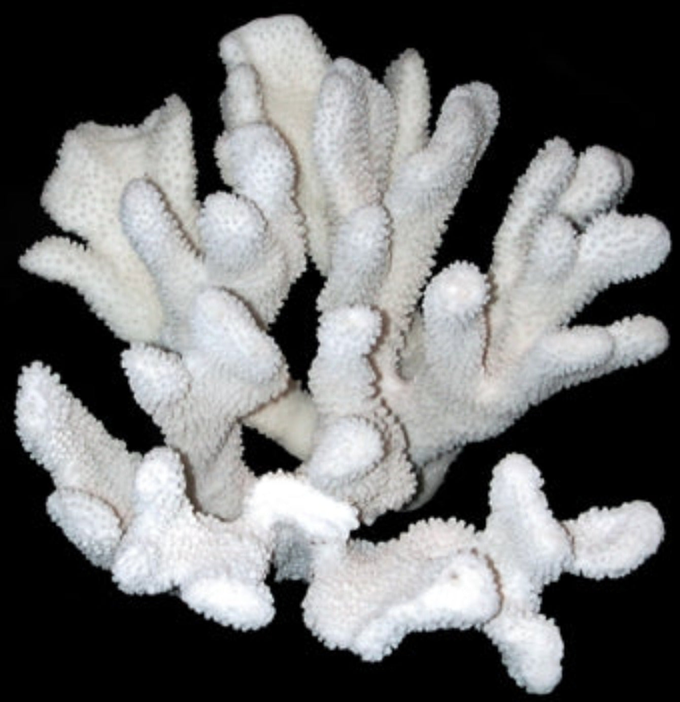 Coral Cats Paw 9 to 11" Cluster ####