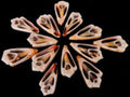 Strawberry Strombus Shell Center Cuts measuring 1 to 2" Sold Each  31726