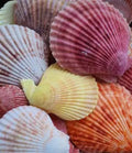 Pectin Common Color Pectin Shell Pairs measuring at Least 2 1/2"  Sold Each  60626