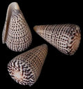 Leopardus Cone shell measuring 3 to 4" SOLD OUT  30826