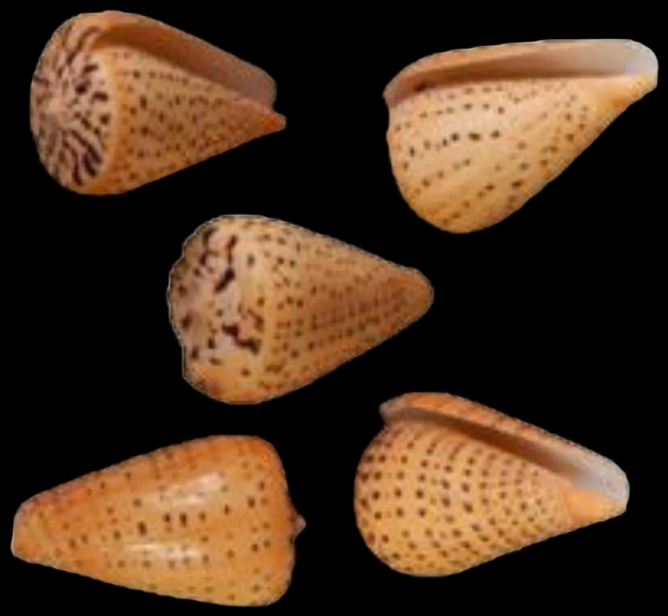 Cone Bitulinus 2 to 3"  Shell Sold Each   ####