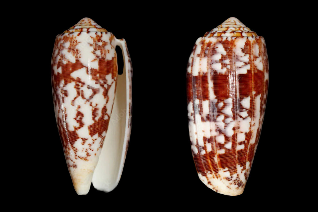 Cone (Striatus) 3 to 4" Shell Sold Each ####