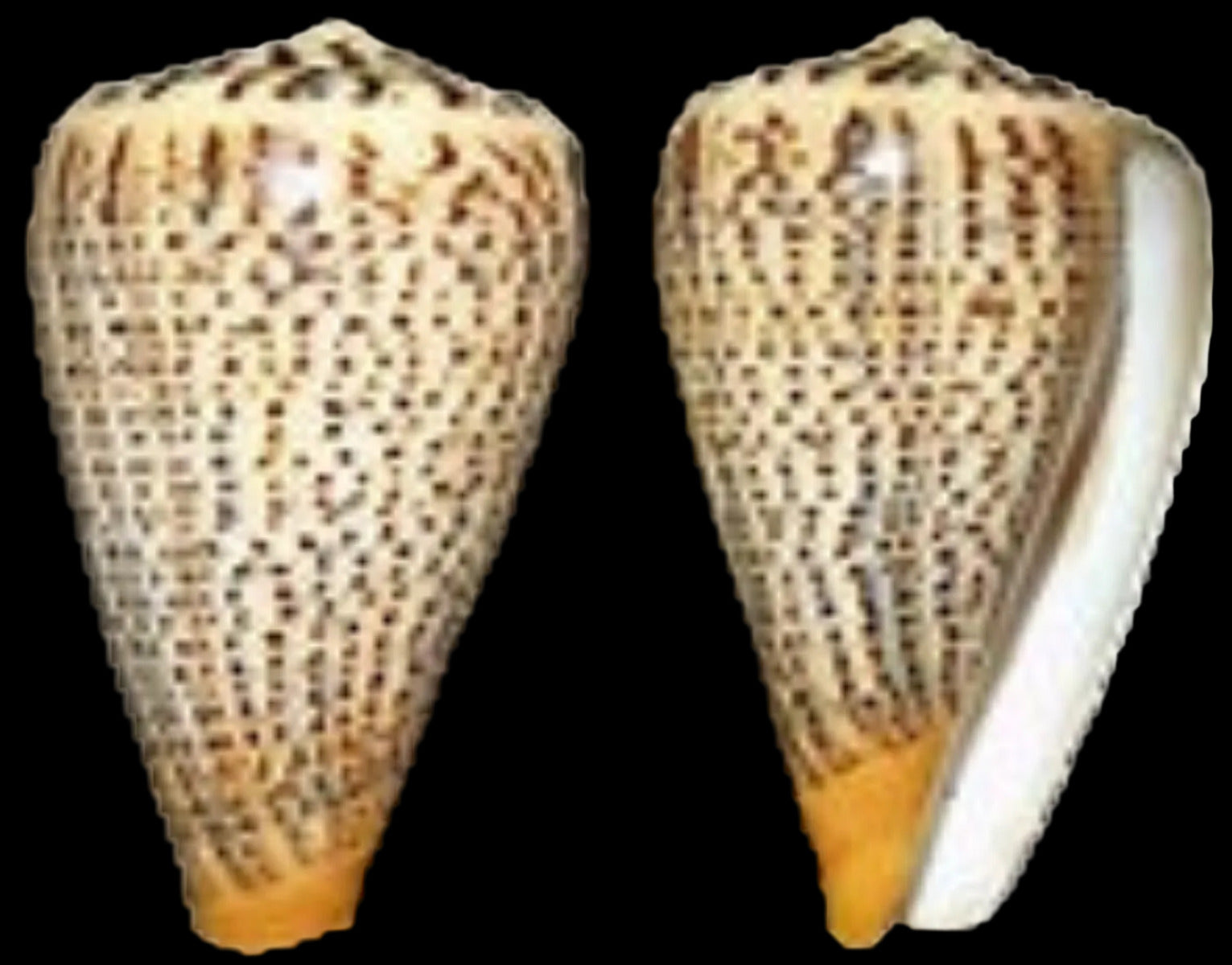 Cone Suratensis 3 to 4" Shell Sold Each  ####