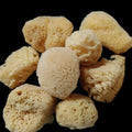 Tropical Seas Craft Sponges measuring 2 to 4"  Sold Each   61426