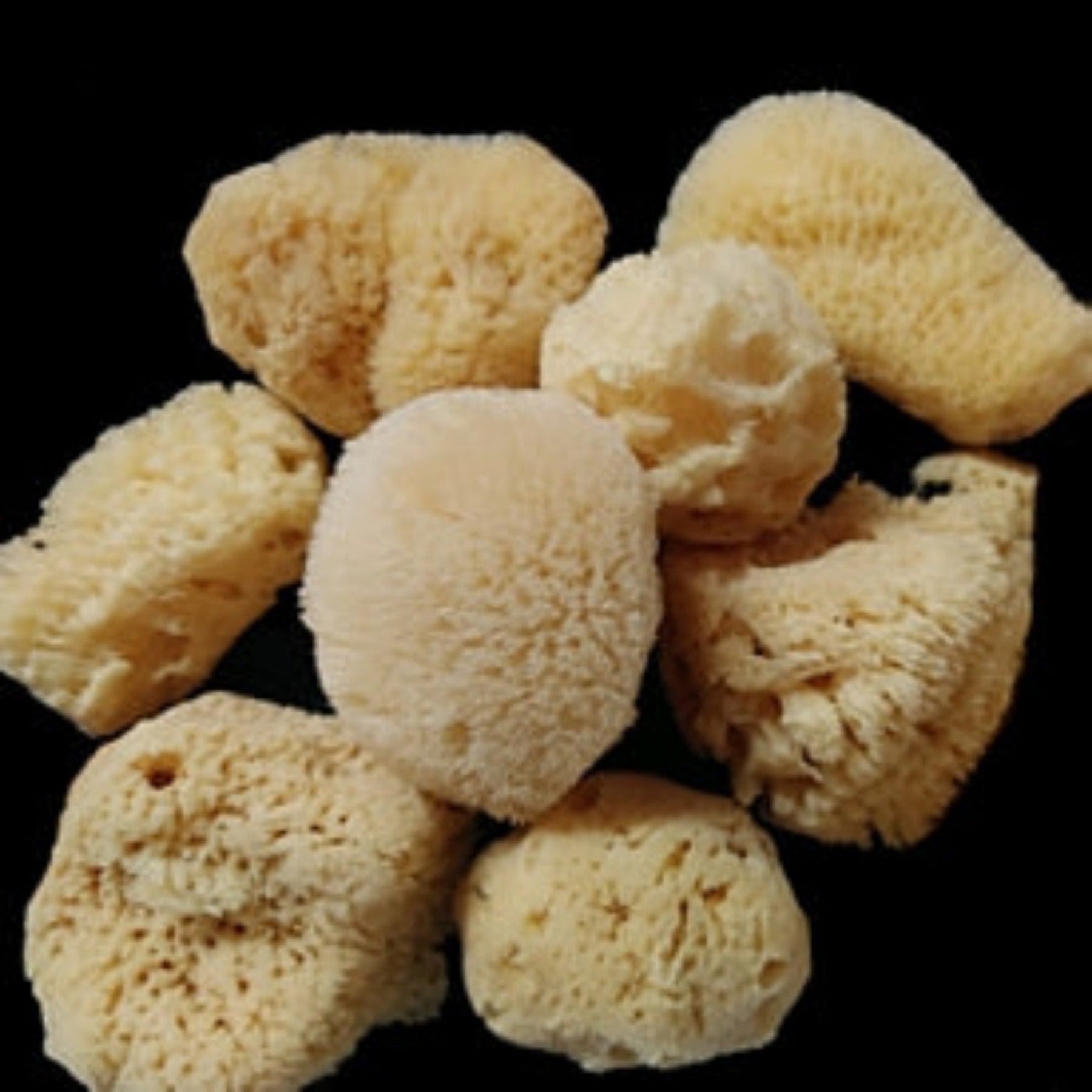 Tropical Seas Craft Sponges measuring 2 to 4"  Sold Each   61426