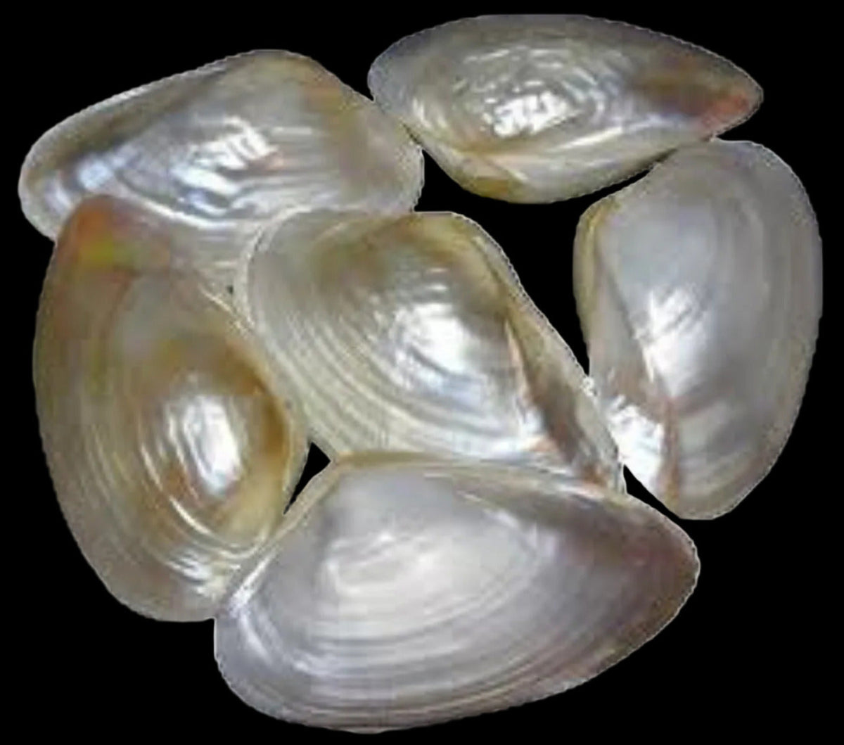 One Cebu clam Pair Shell - approximately 4"      101326