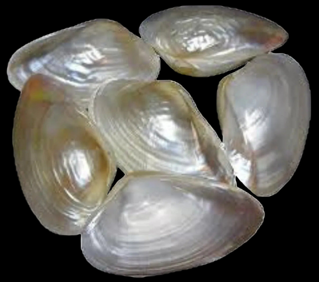 Clam (Cebu)  6 to 7" Pairs Sold Each ####