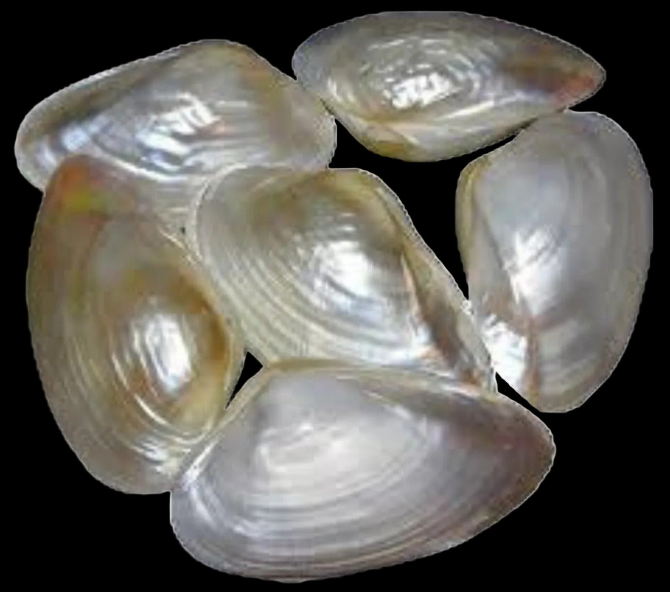Clam Cebu 7 to 8" Singles  Sold Each ####