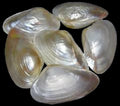Clam Cebu 8 to 9" Pairs  Sold Each  ####