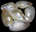 Clam Cebu 9" Pairs  OUT OF STOCK ####