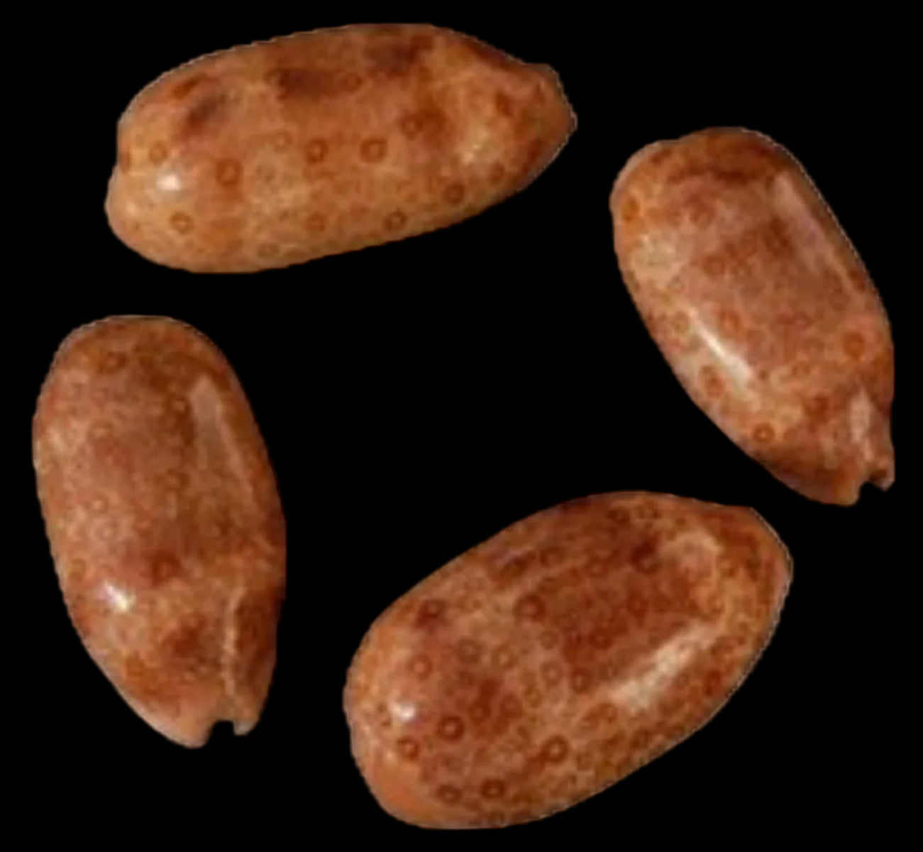 Cyprea Argus 2 to 3"  Shell Sold Each  ####