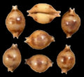 Cyprea Bistrinotata 1/2" Shell Sold Each  ####