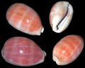 Cyprea Lyncina Carneola 3/4 to 2" Shell Sold Each ####
