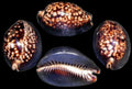 Cyprea Mauritiana 2 to 3" Shell Sold Each   ####