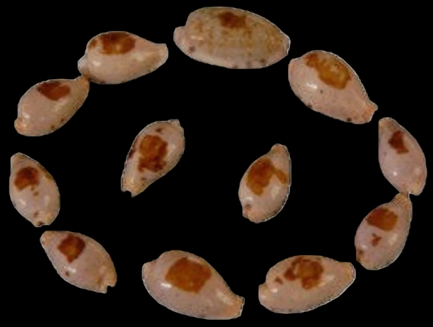 Cyprea Saulae 1" Shell  Sold Each   ####