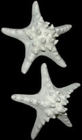 Dyed White Knobby Starfish measuring 7 to 8" OUT OF STOCK        40626