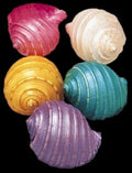 Dyed Assorted Tun Tessalata Shells measuring 2 to 3" Sold Each     40326