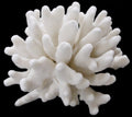 Elkhorn Coral measuring 7 to 9" SOLD OUT  30926