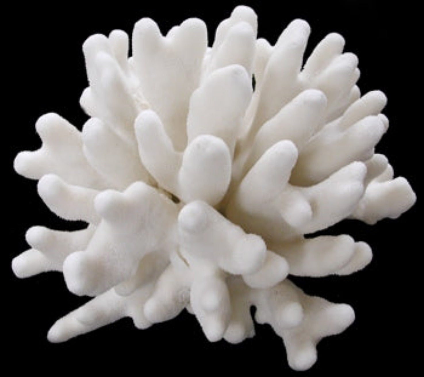 Coral Elkhorn 7 to 9" Cluster OUT OF STOCK ####
