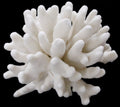Coral Elkhorn 9 to 11" Cluster OUT OF STOCK ####
