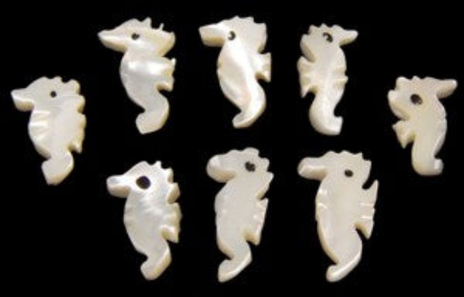 Troca Shells Carved into Seahorses with a Drilled Hole measuring 1/2 to 3/4"  Sold Each  60926