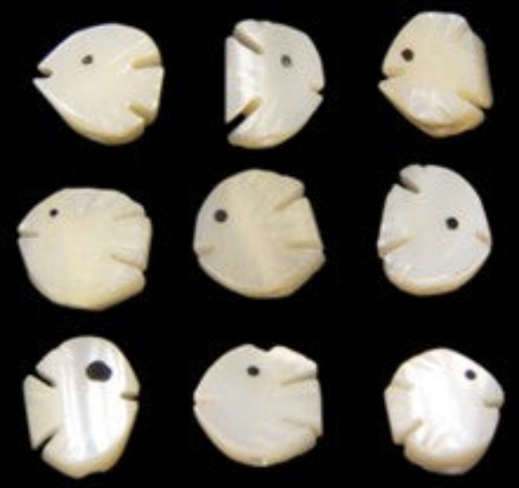 Troca Shells Hand Carved into Angel Fish with a Drilled Hole measuring 1/2 to 3/4" Sold Each  60926