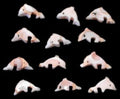 Dolphin Carved from Luhanus Shells measuring 1/2 to 3/4" with drilled hole Sold Each   60726