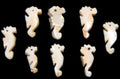 Seahorses Carved from Luhanus Shells with a Drilled Hole measuring 1/2 to 3/4" Sold Each   60726
