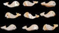 Whales Hand Carved from Luhanus Shells with a Drilled Hole measuring 1/2 to 3/4" Sold Each  60726