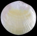 Hand Carved Gold Mother of Pearl with Drilled Hole measuring  3 1/2 to 4"  Sold Each   60726