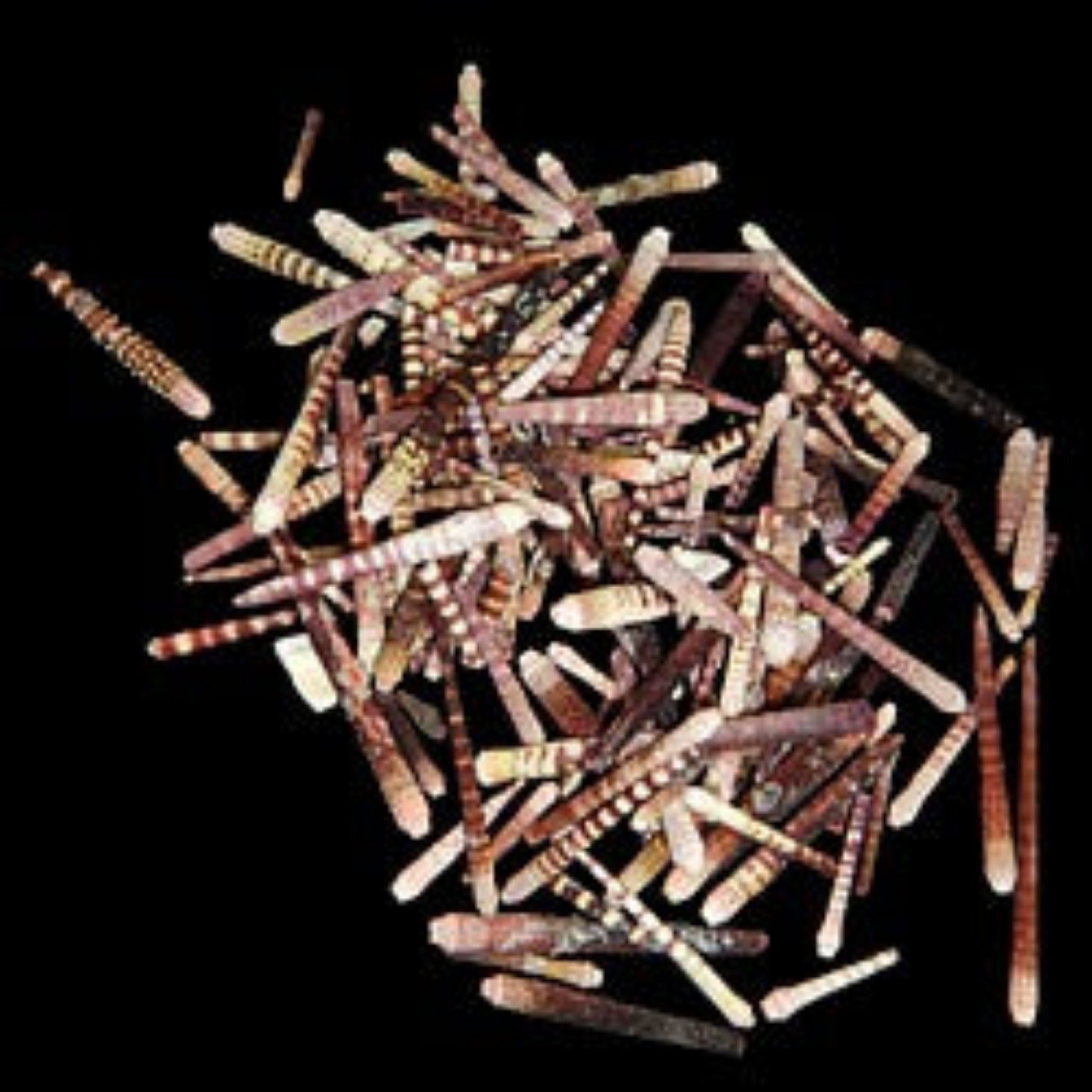 Fire Sea Urchin Spines measuring 1 to 4" Sold by the Ounce  61126