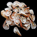 Strawberry Strombus Shell Flower Cuts measuring 2 to 21/2" SOLD OUT 31726