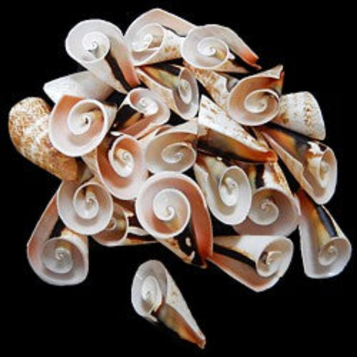 Strawberry Strombus Shell Flower Cuts measuring 2 to 21/2" SOLD OUT 31726