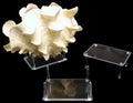 Four Prong Display Stands measuring 2 1/2 x 3 1/2" Sold Each      40126