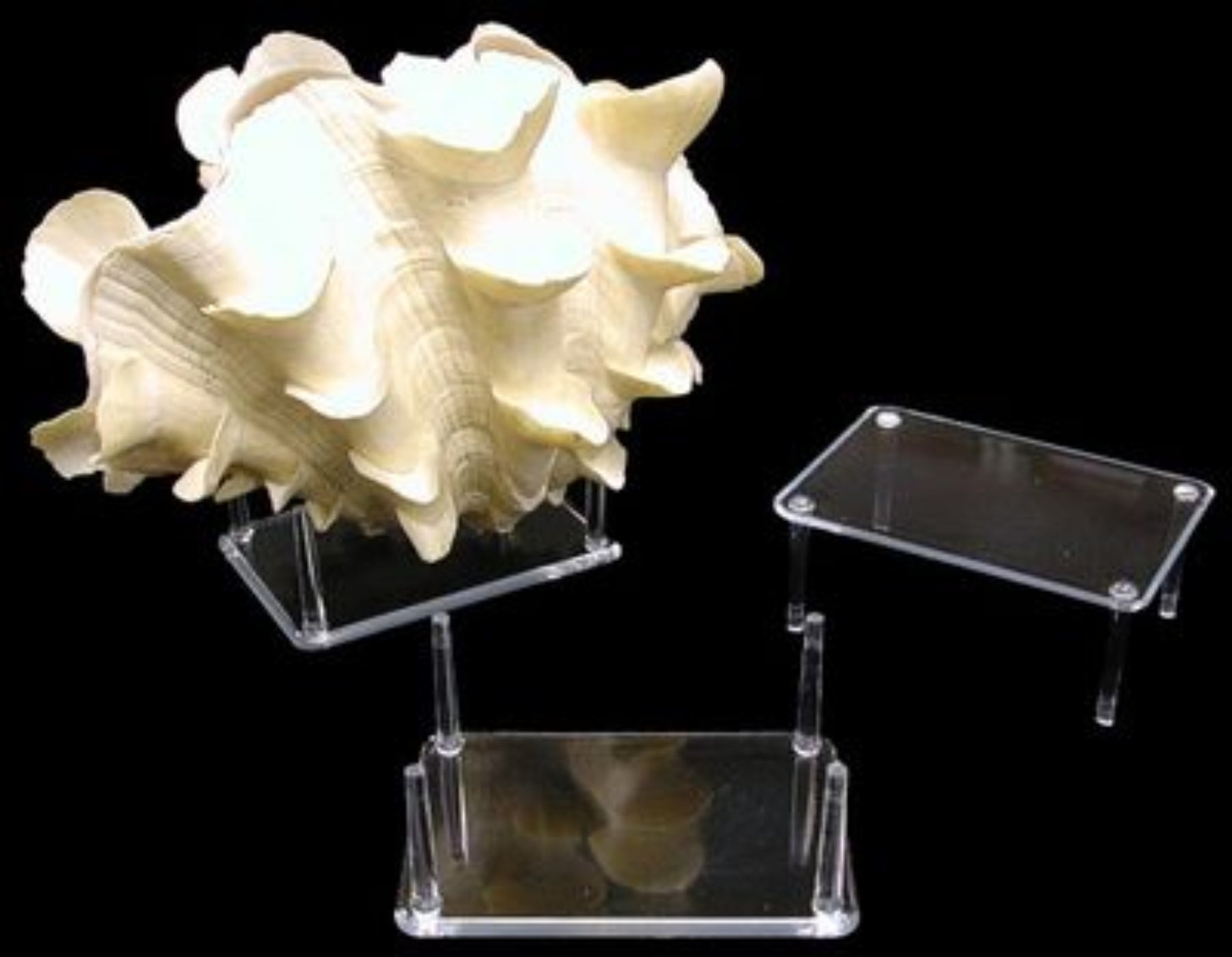 Four Prong Display Stands measuring 2 1/2 x 3 1/2" Sold Each      40126