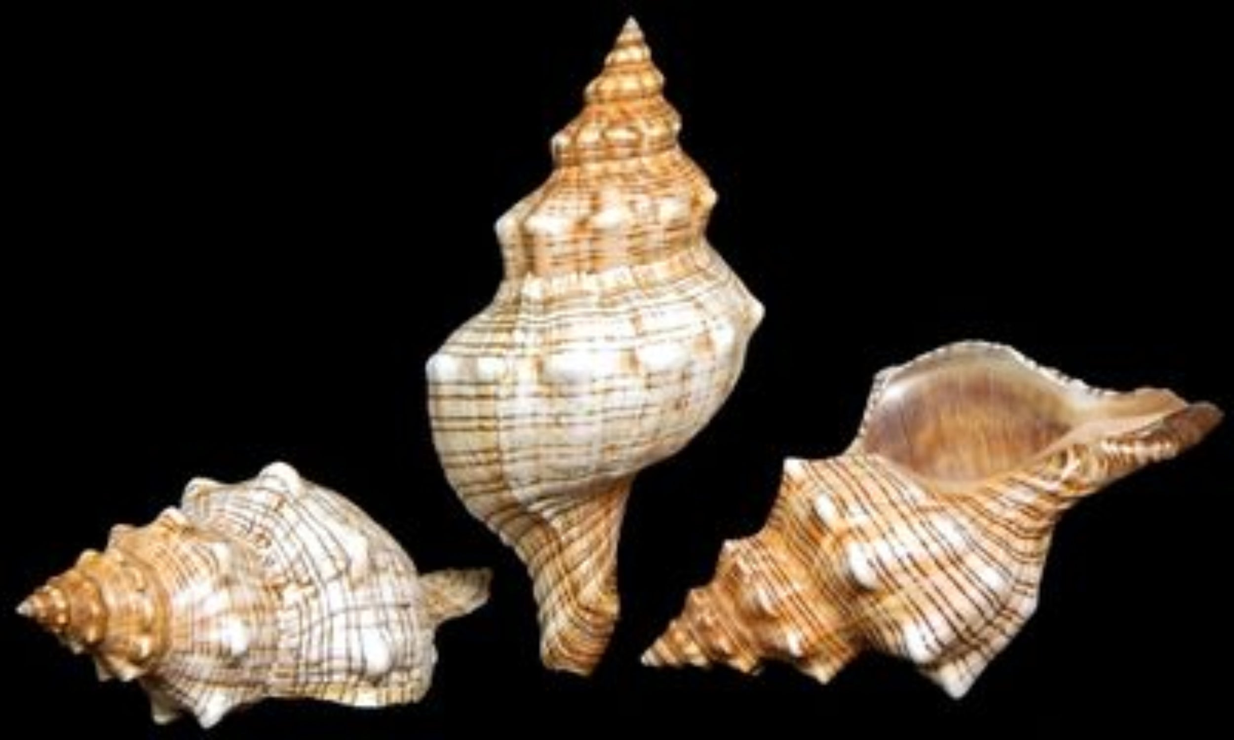 Fox Shells measuring 3 to 5" Sold Each          40826