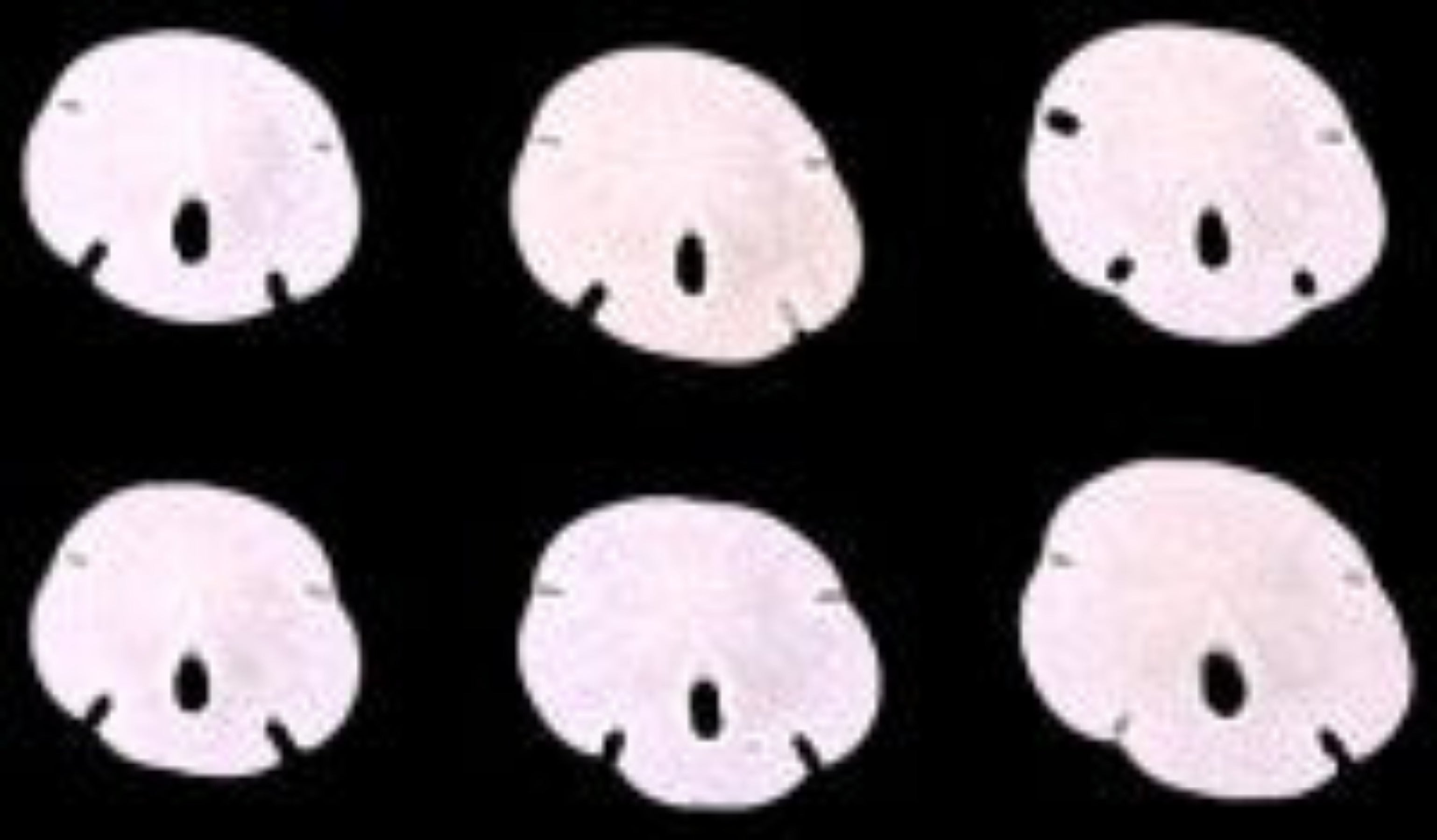 Sand Dollars (Florida) 1/2" or less Sold Each   ####