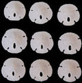 Sand Dollar (Florida) 3/4 to 1"  Sold Each   ####