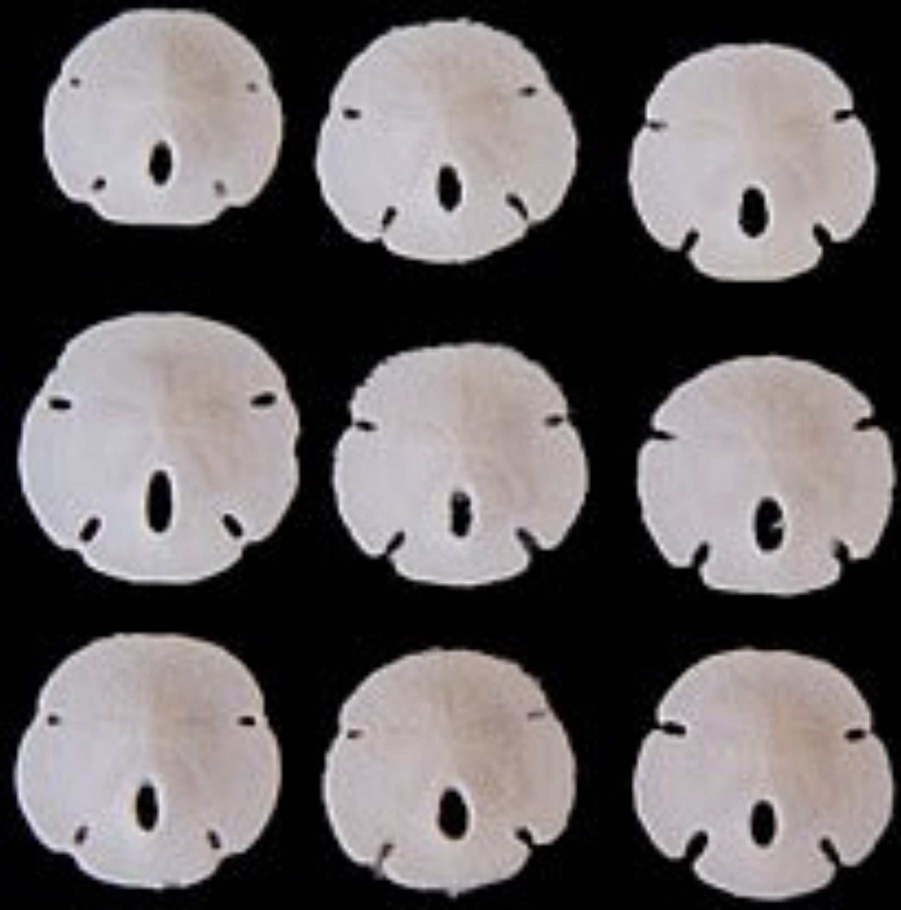 Sand Dollar (Florida) 3/4 to 1"  Sold Each   ####