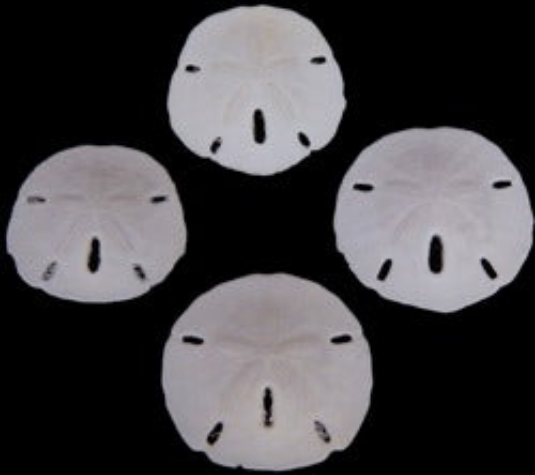 Sand Dollar (Florida) 1 to 1 1/2", Sold Each  ####