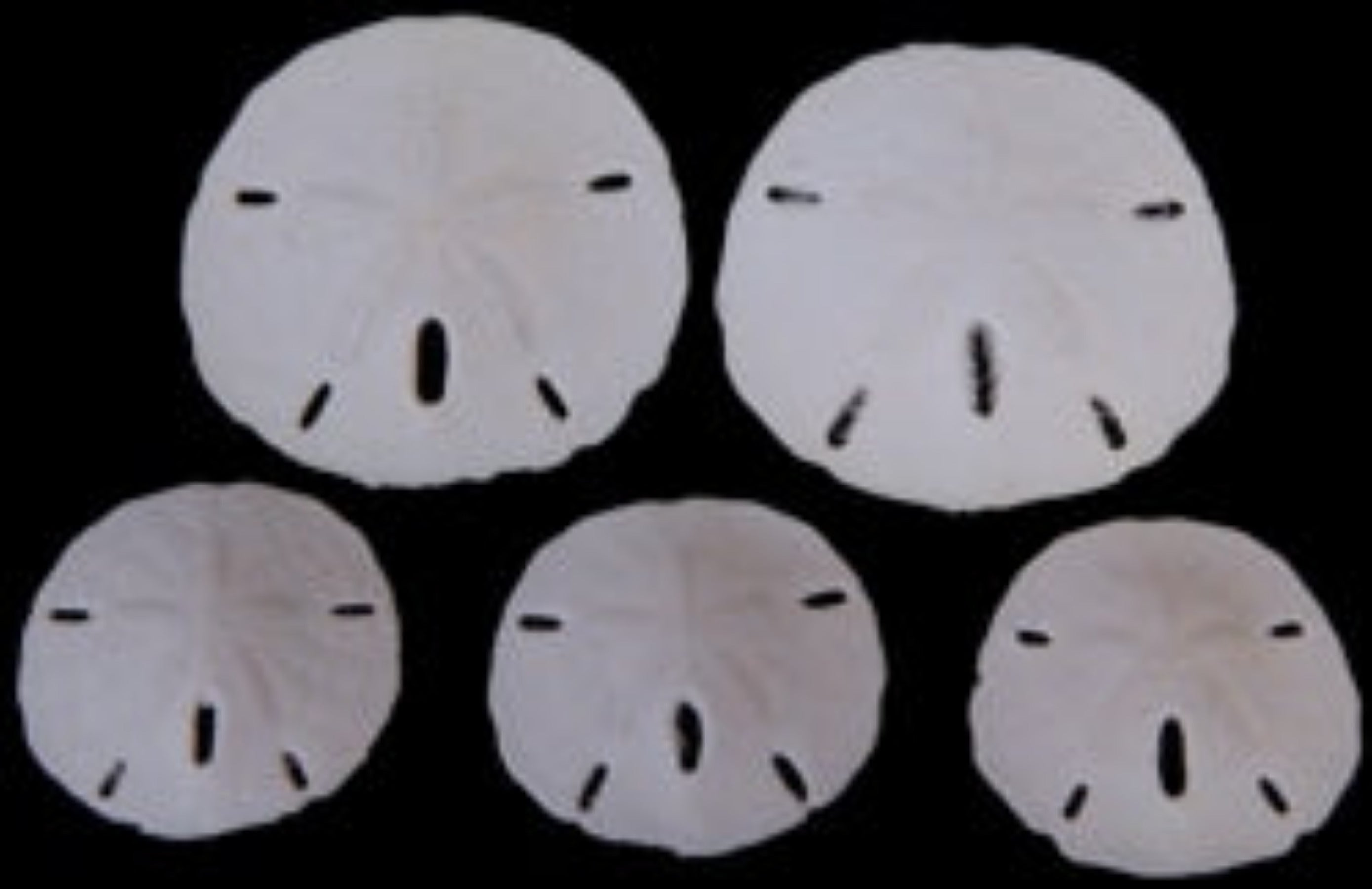 Sand Dollars (Florida) 2 to 2 1/2" Sold Each     ####