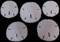 Florida Sand Dollars measuring 3 to 3 1/2"  Sold Each   60926