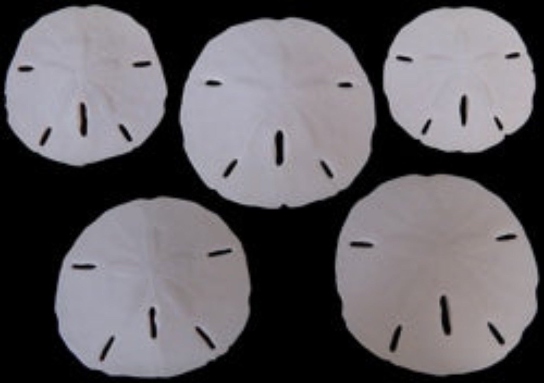 Florida Sand Dollars measuring 3 to 3 1/2"  Sold Each   60926