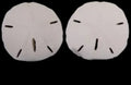 Sand Dollar (Florida) 3 1/2 to 4"  Sold Each   ####