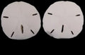 Florida Sand Dollars measuring 3 1/2 to 4"  Sold Each   60926