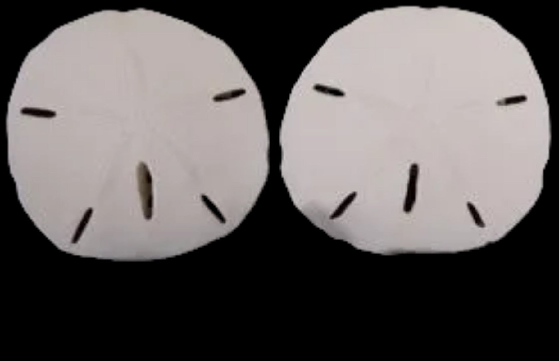 Florida Sand Dollars measuring 3 1/2 to 4"  Sold Each   60926