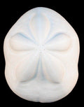 Sea Biscuits measuring 3 1/2 to 4" Sold Each    61026