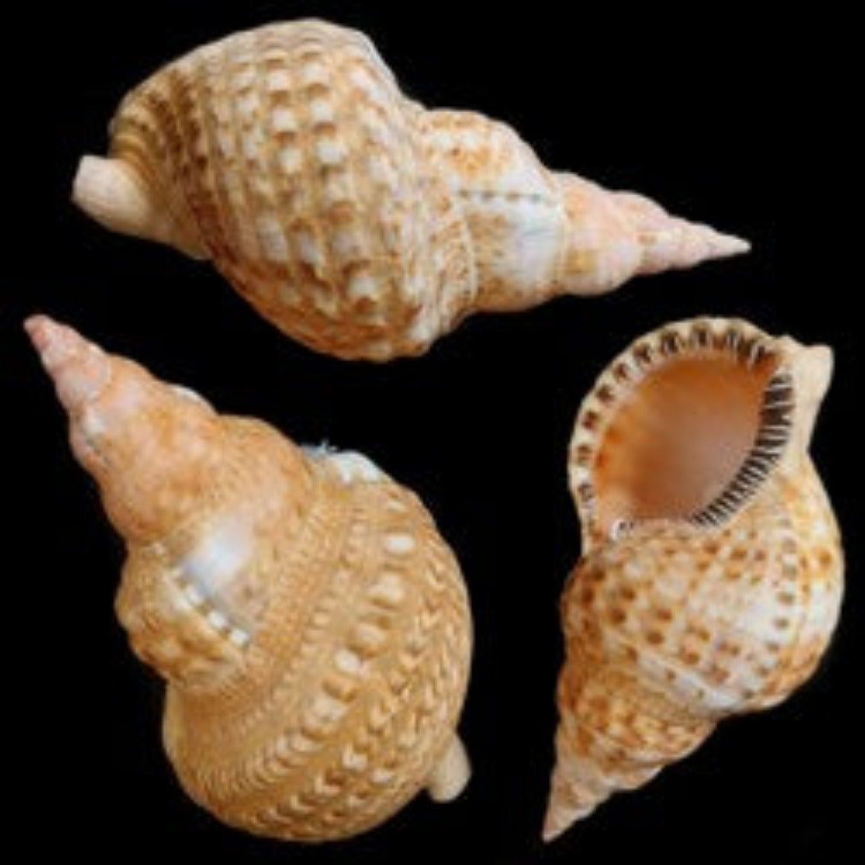 Triton Gold Caribbean 8 to 10" Shell Sold Each ####