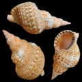 Triton Gold Caribbean At Least 10" Shell Sold Each ####